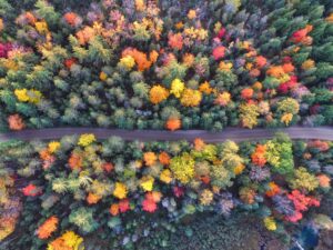 bird's-eye view of trees represents Houston valuation assessments for businesses