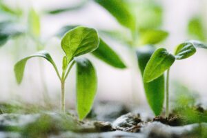 plants growing to illustrate small business growth with financial business modeling advisory