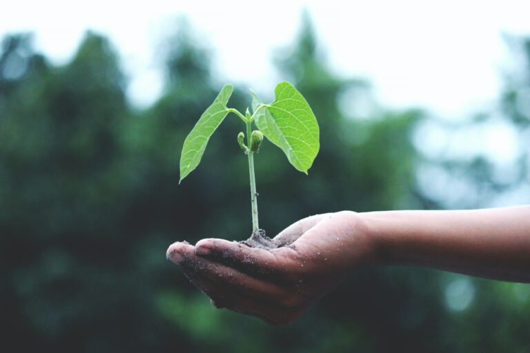 plant growing to show how small business financing solutions help your business grow