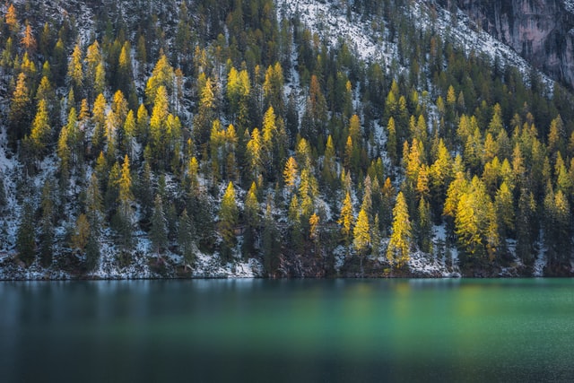 pine trees signifying a business putting down roots by purchasing real estate with small business financing solutions