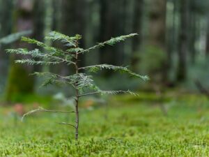 small tree growing to illustrate how businesses grow with the right start up business consulting services