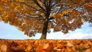 Autumn tree to represent when it's time to sell a business with M&A advisory